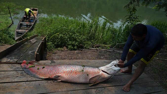 Video Warga Menemukan Ikan Raksasa di Sungai Jadi Sorotan